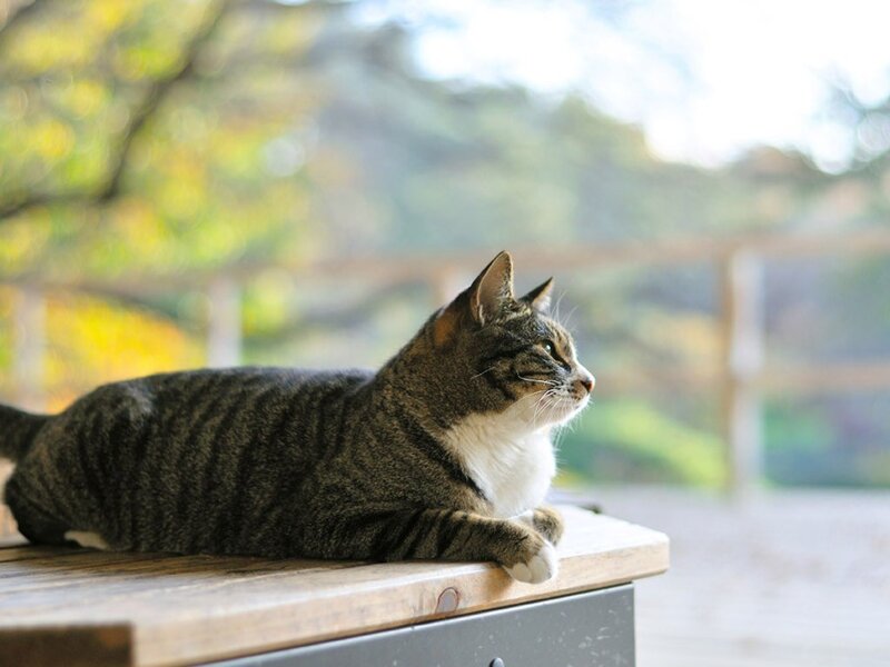 Tabby cat resting on a bench