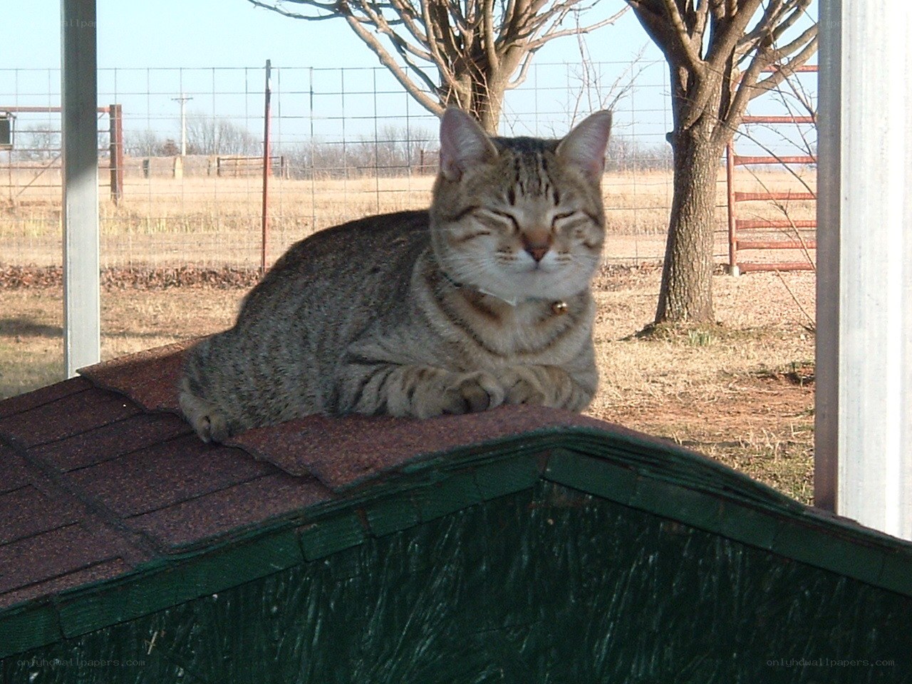 Tabby cat resting on a shed