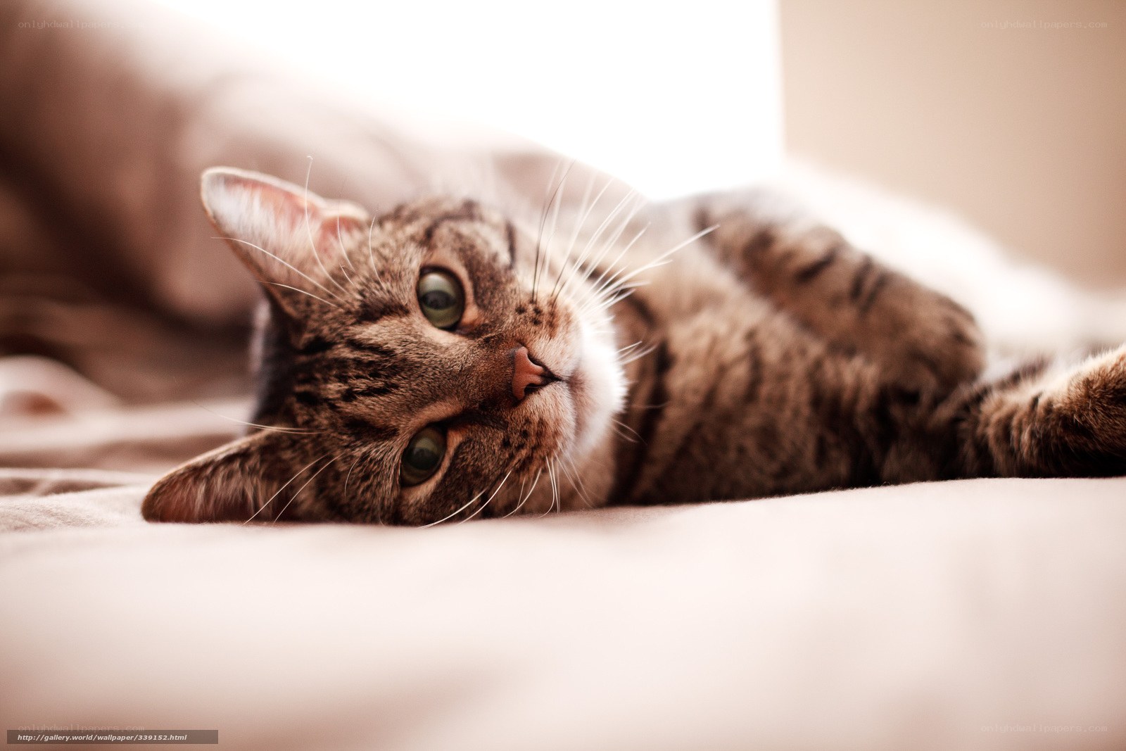 tabby cat resting on bed