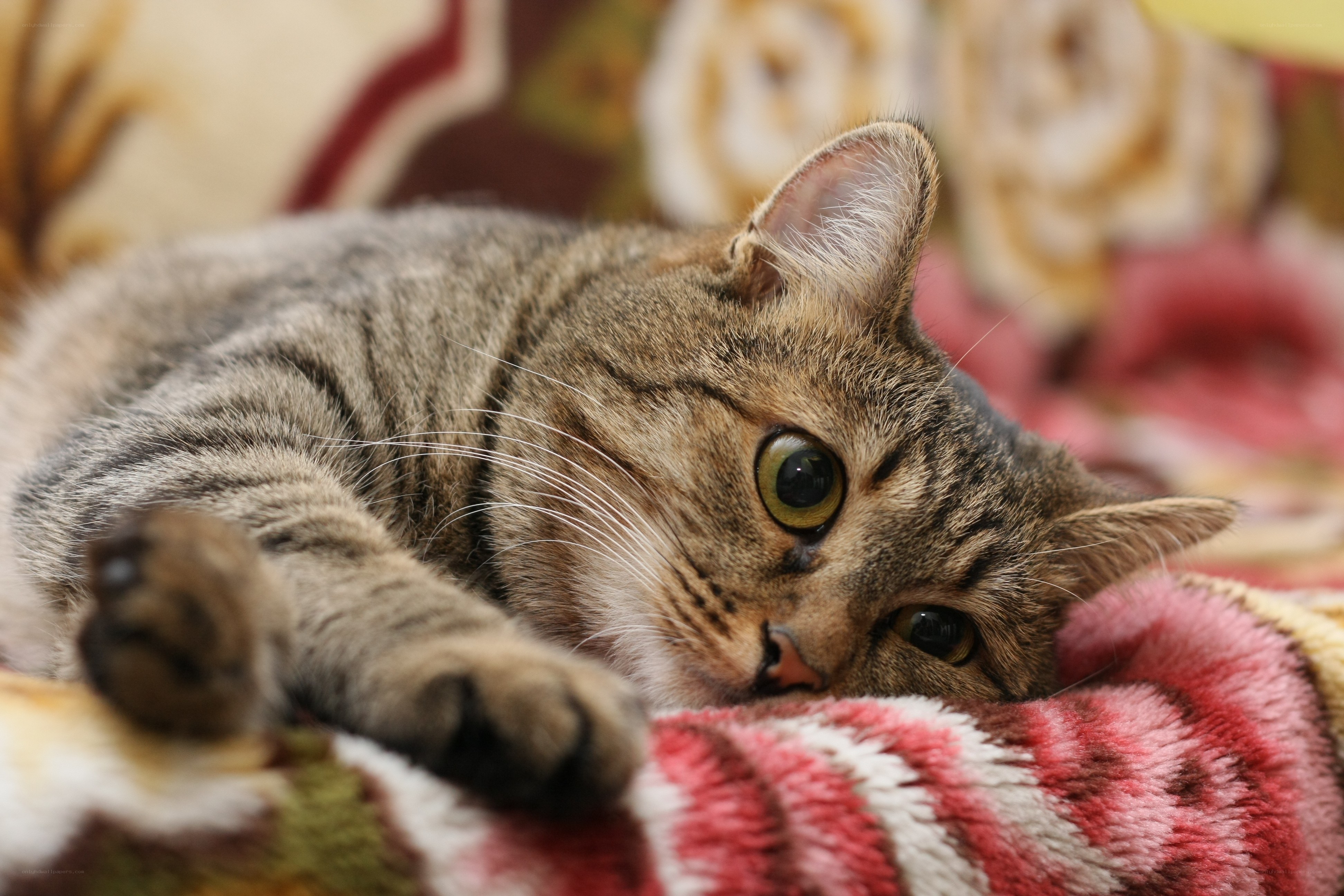 Tabby cat resting on blanket