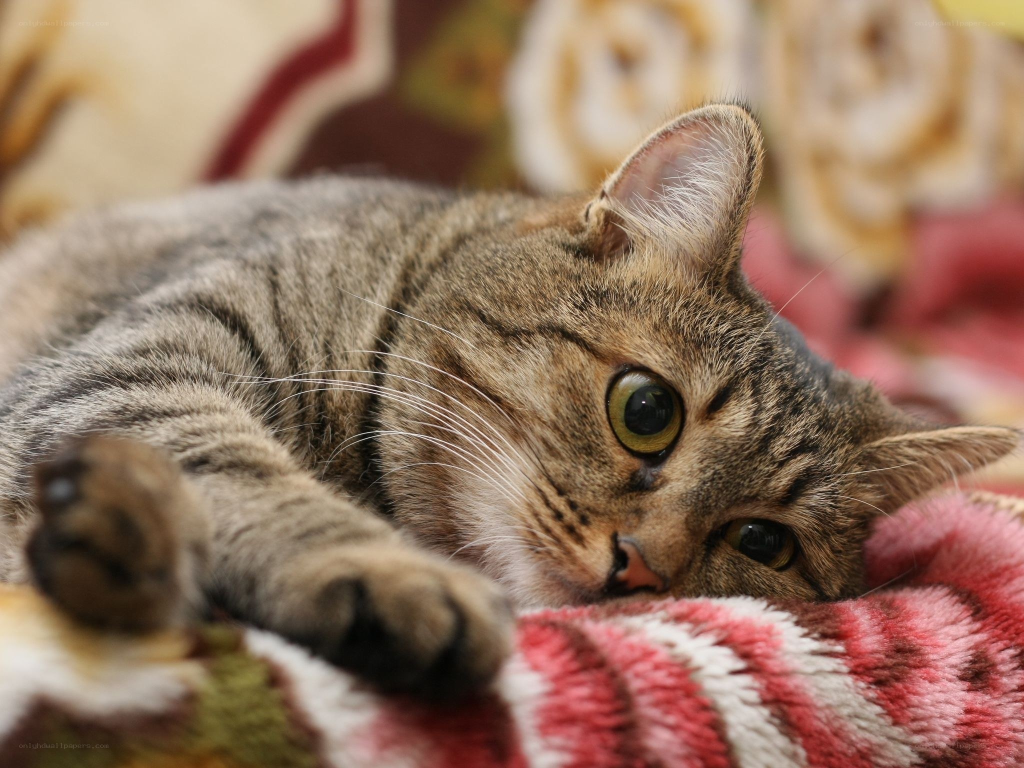 Tabby cat resting on blanket