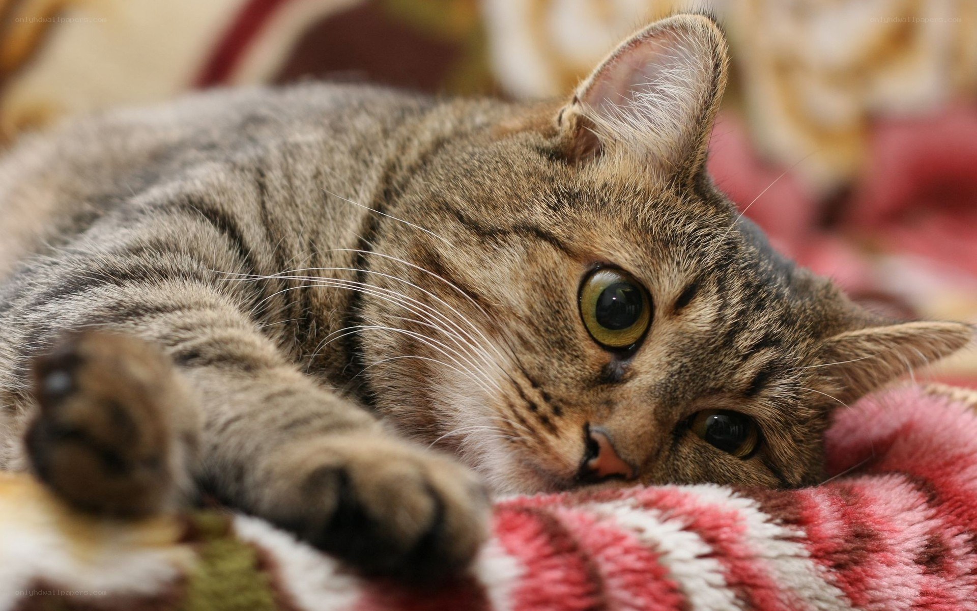 tabby cat resting on blanket