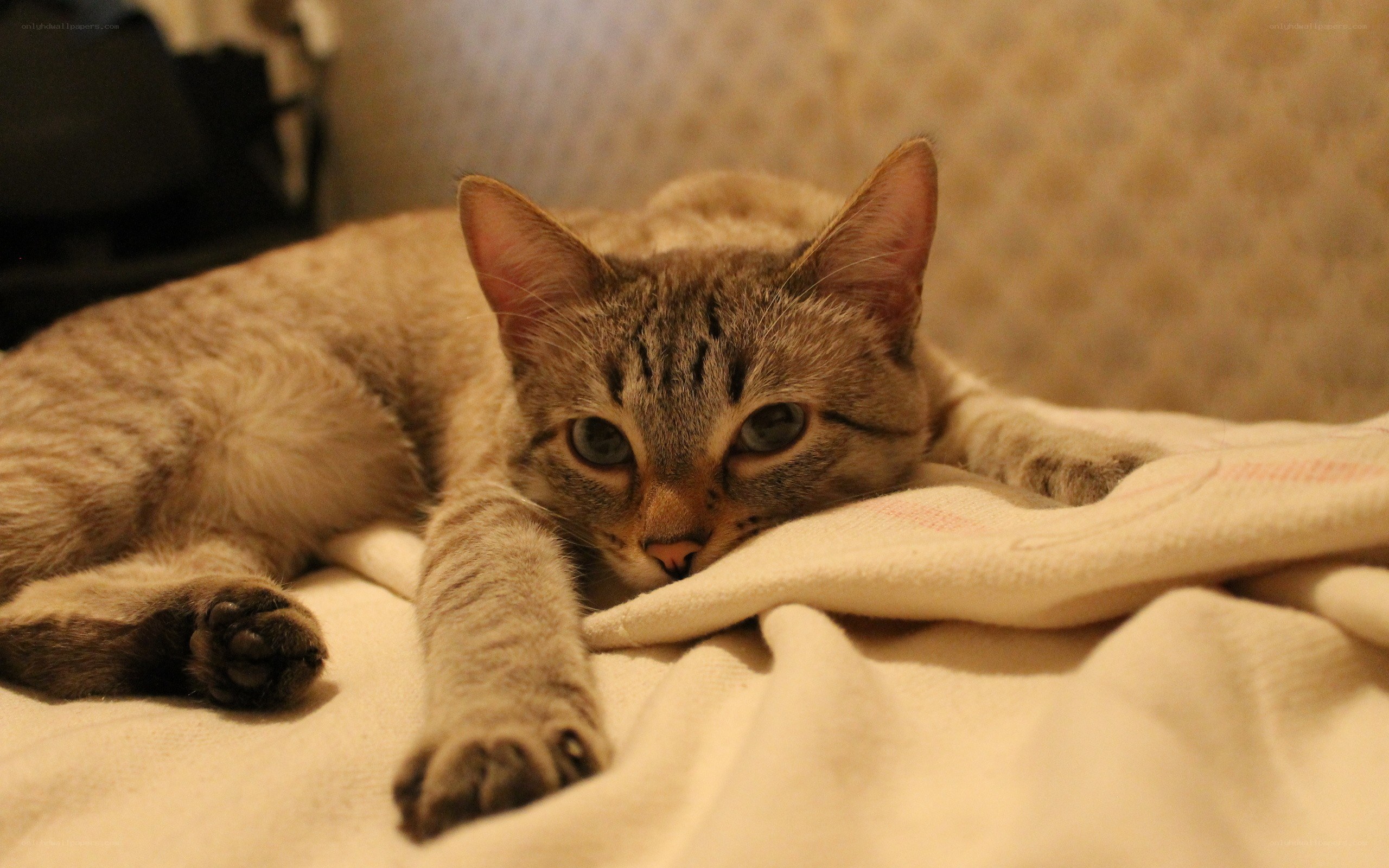 tabby cat resting on blanket