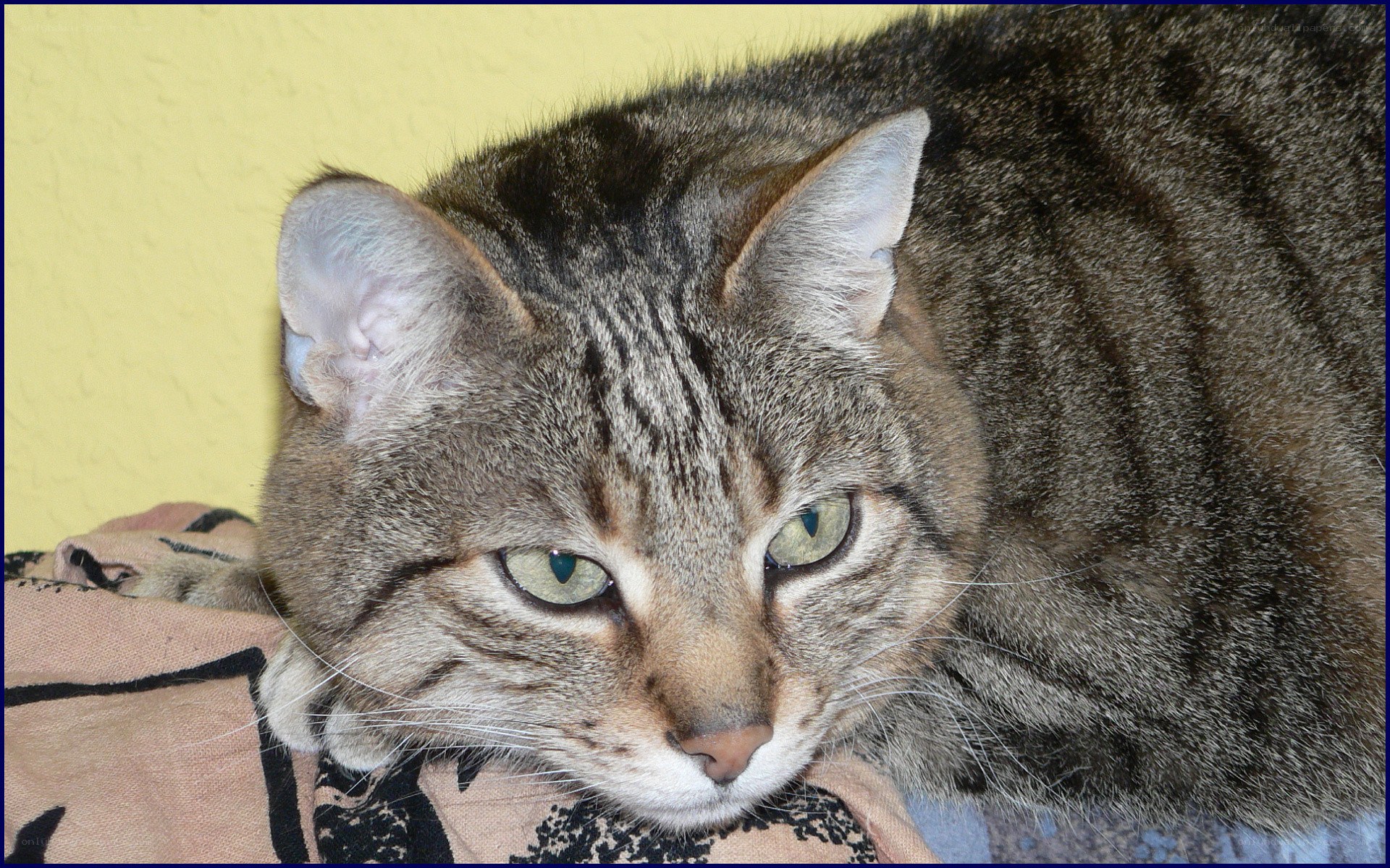 tabby cat resting on blanket