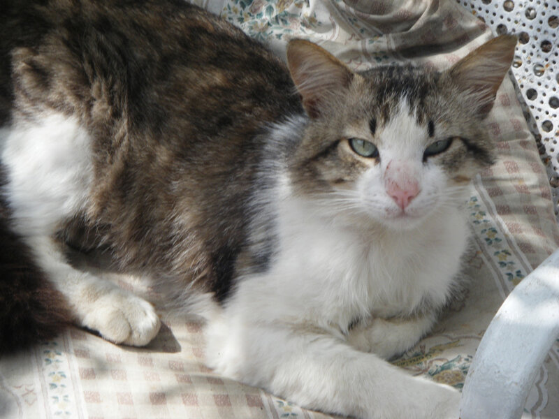 tabby cat resting on blanket