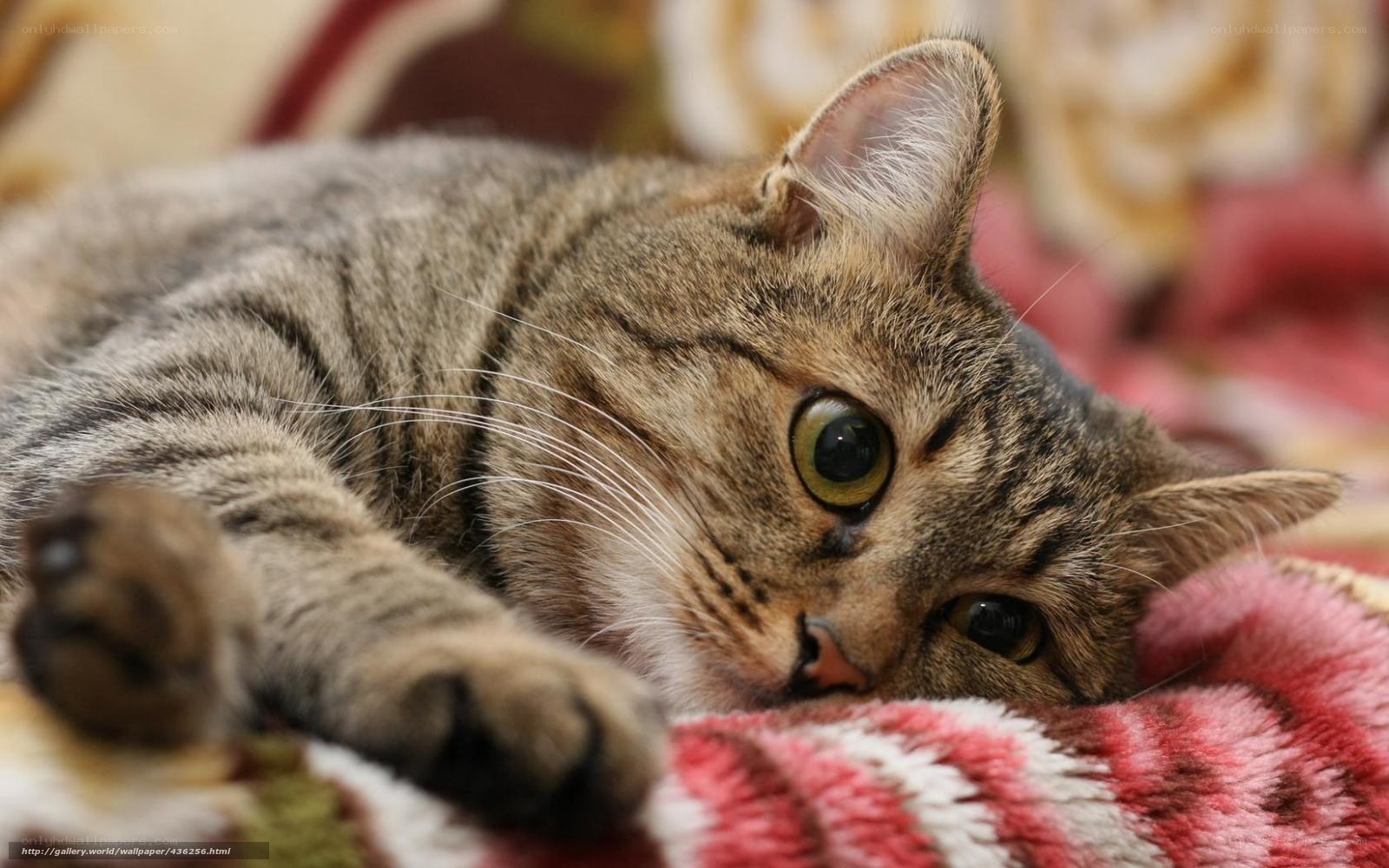 tabby cat resting on blanket