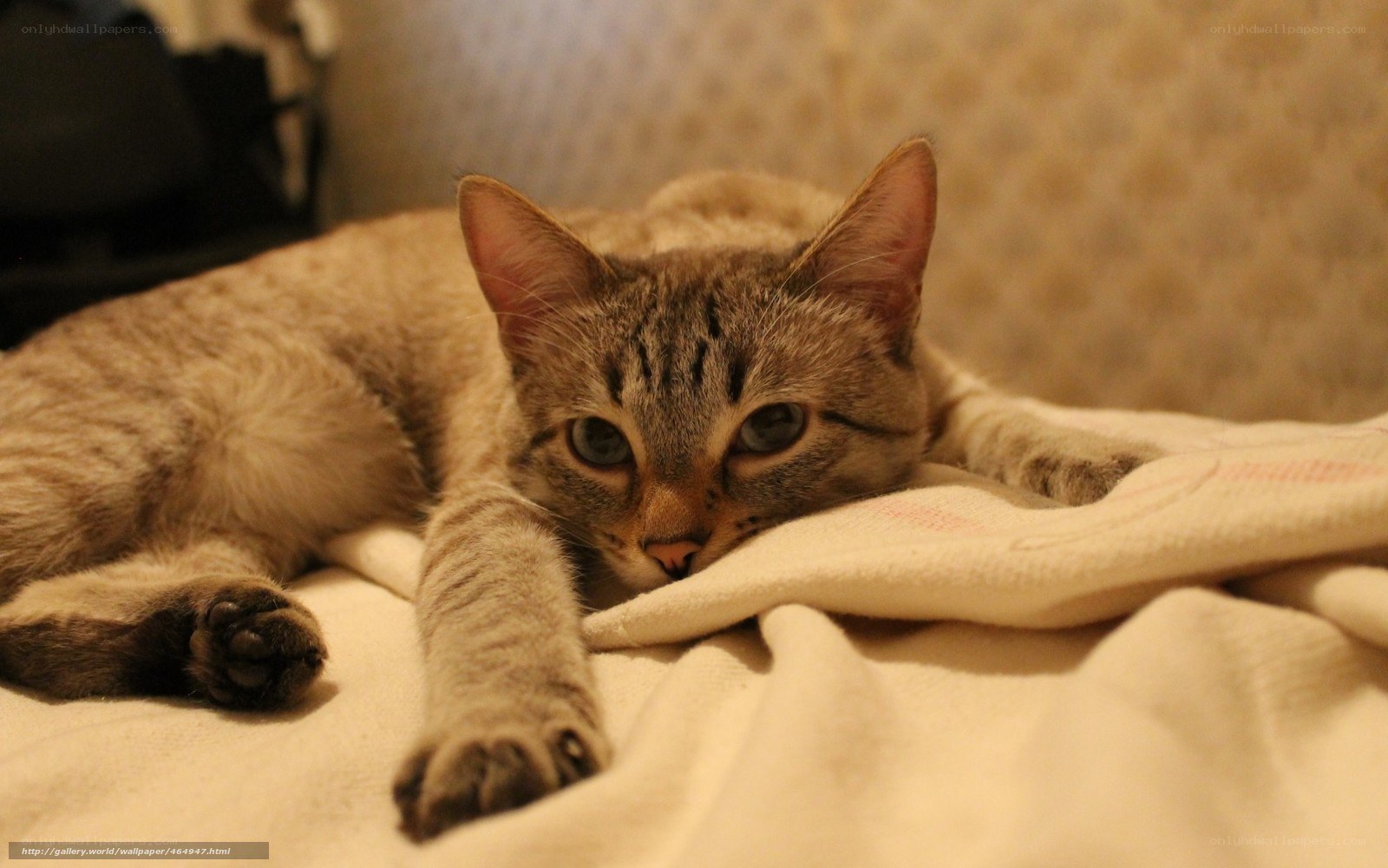 tabby cat resting on blanket
