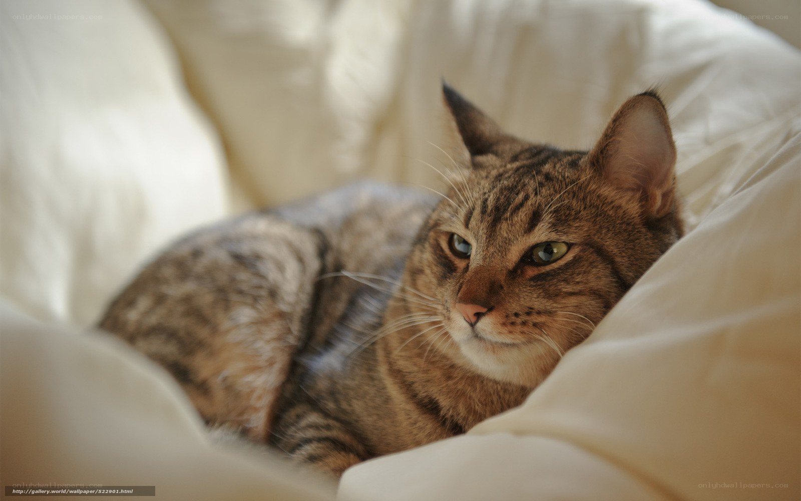 tabby cat resting on blanket
