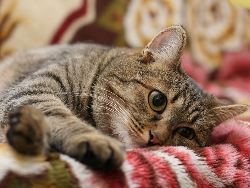 tabby cat resting on blanket