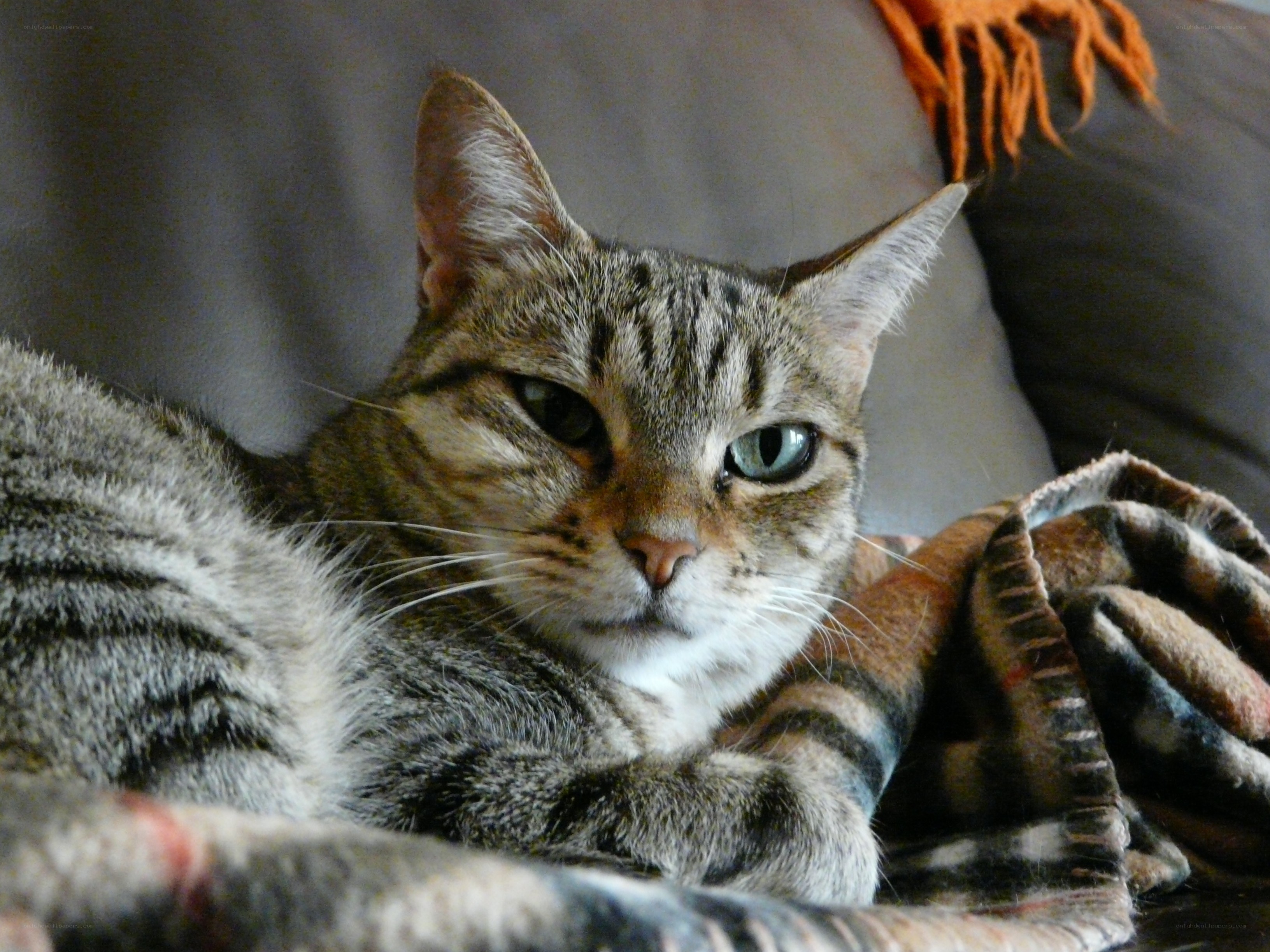 tabby cat resting on blanket