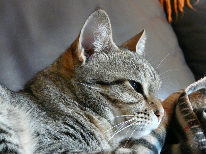tabby cat resting on blanket