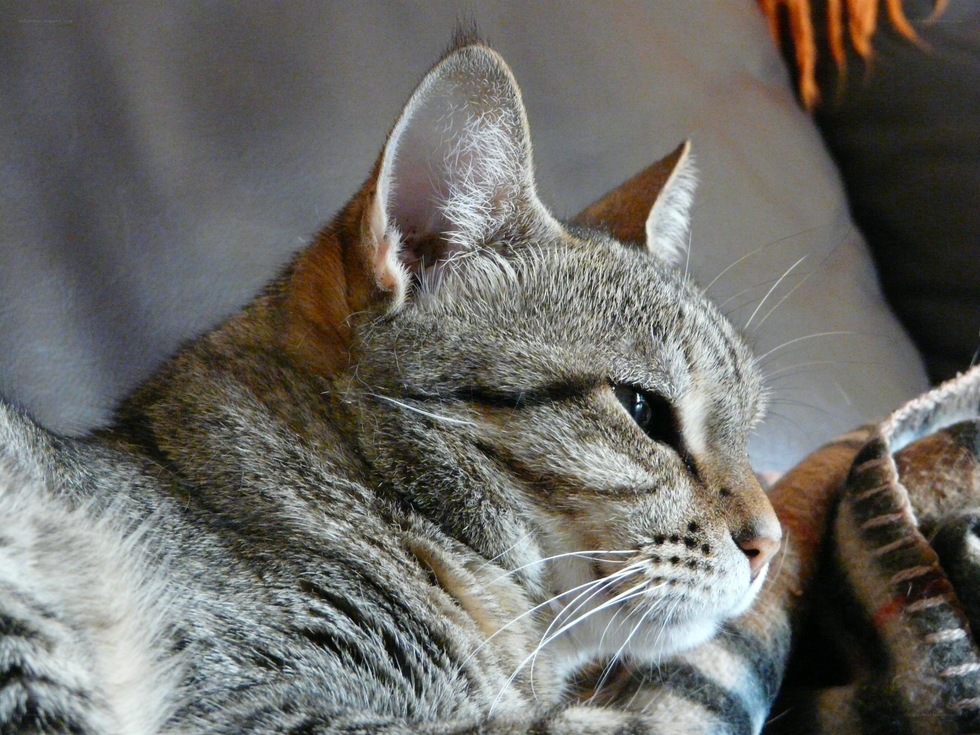 tabby cat resting on blanket