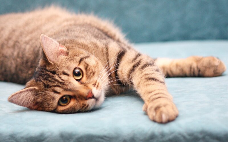 tabby cat resting on blue surface