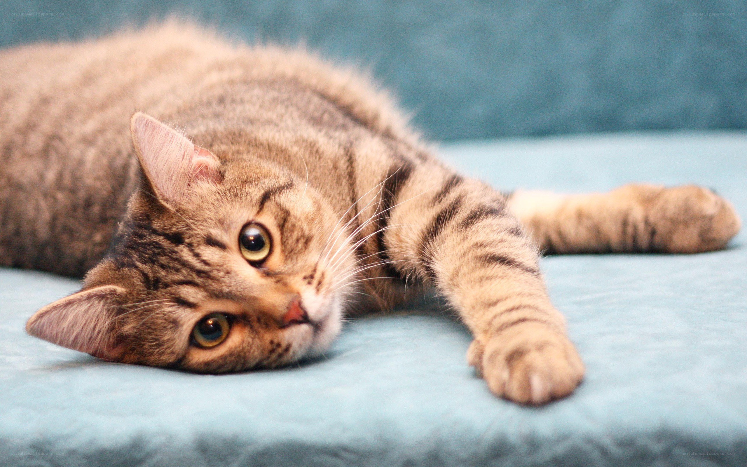 tabby cat resting on blue surface