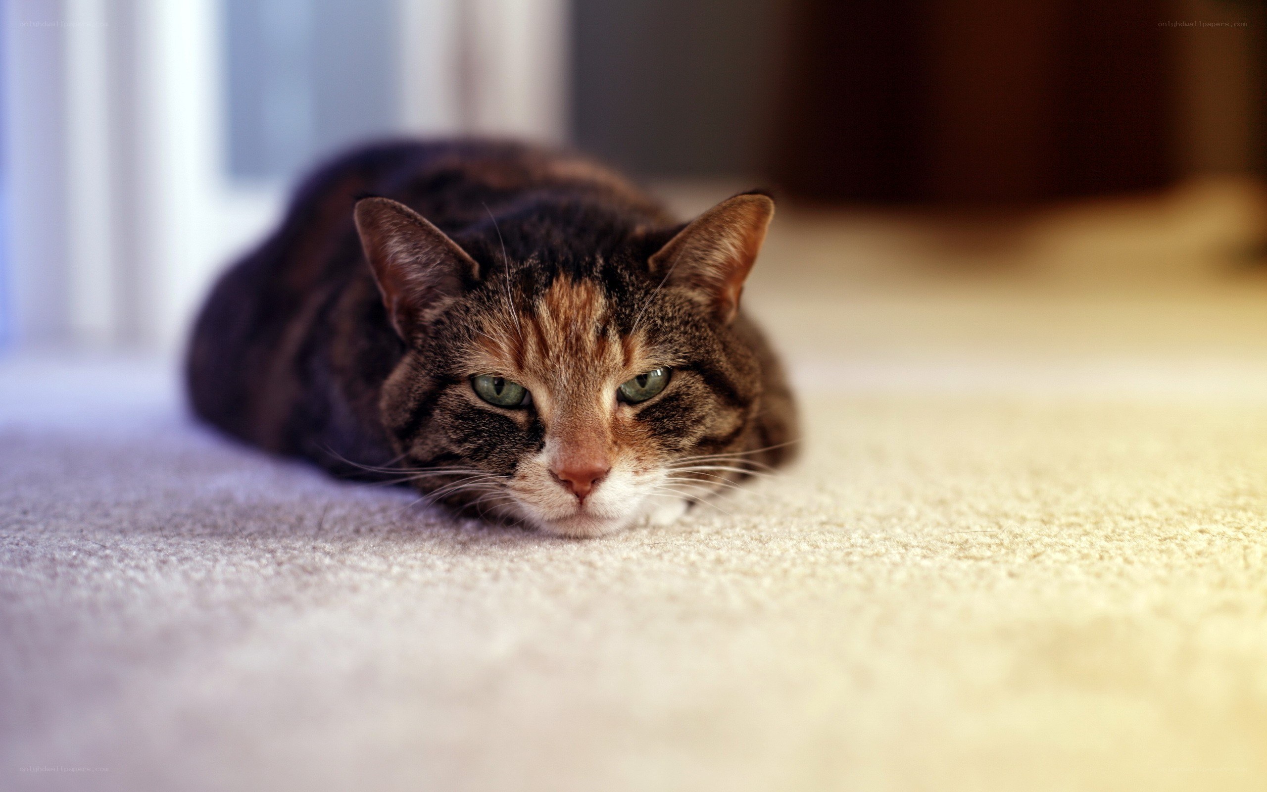 tabby cat resting on carpet