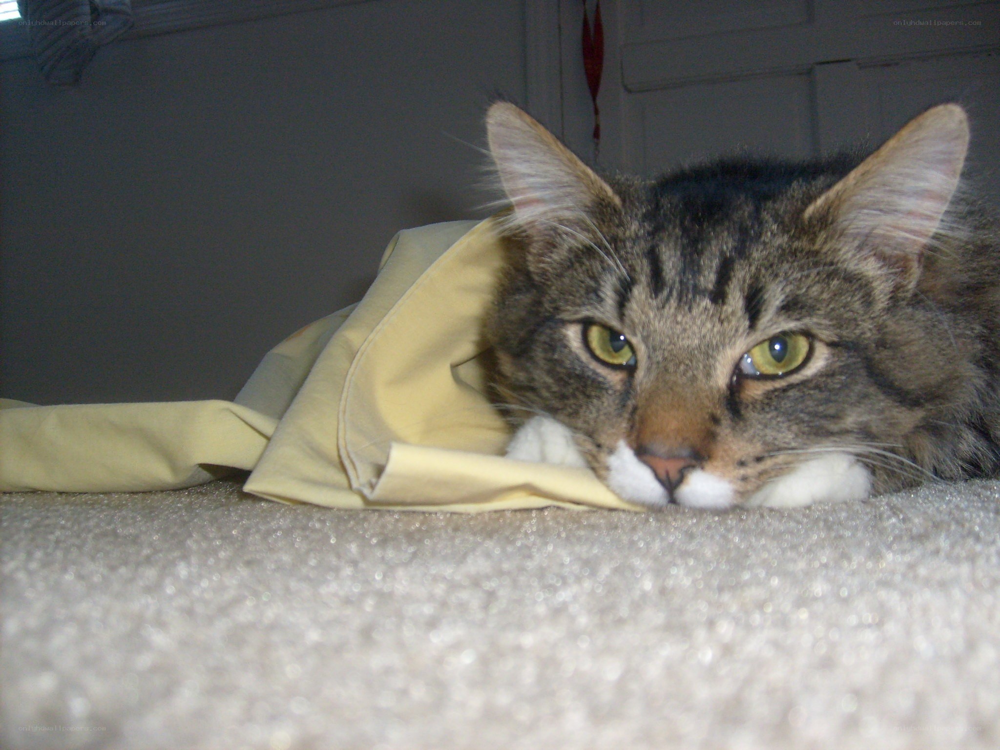 tabby cat resting on carpet