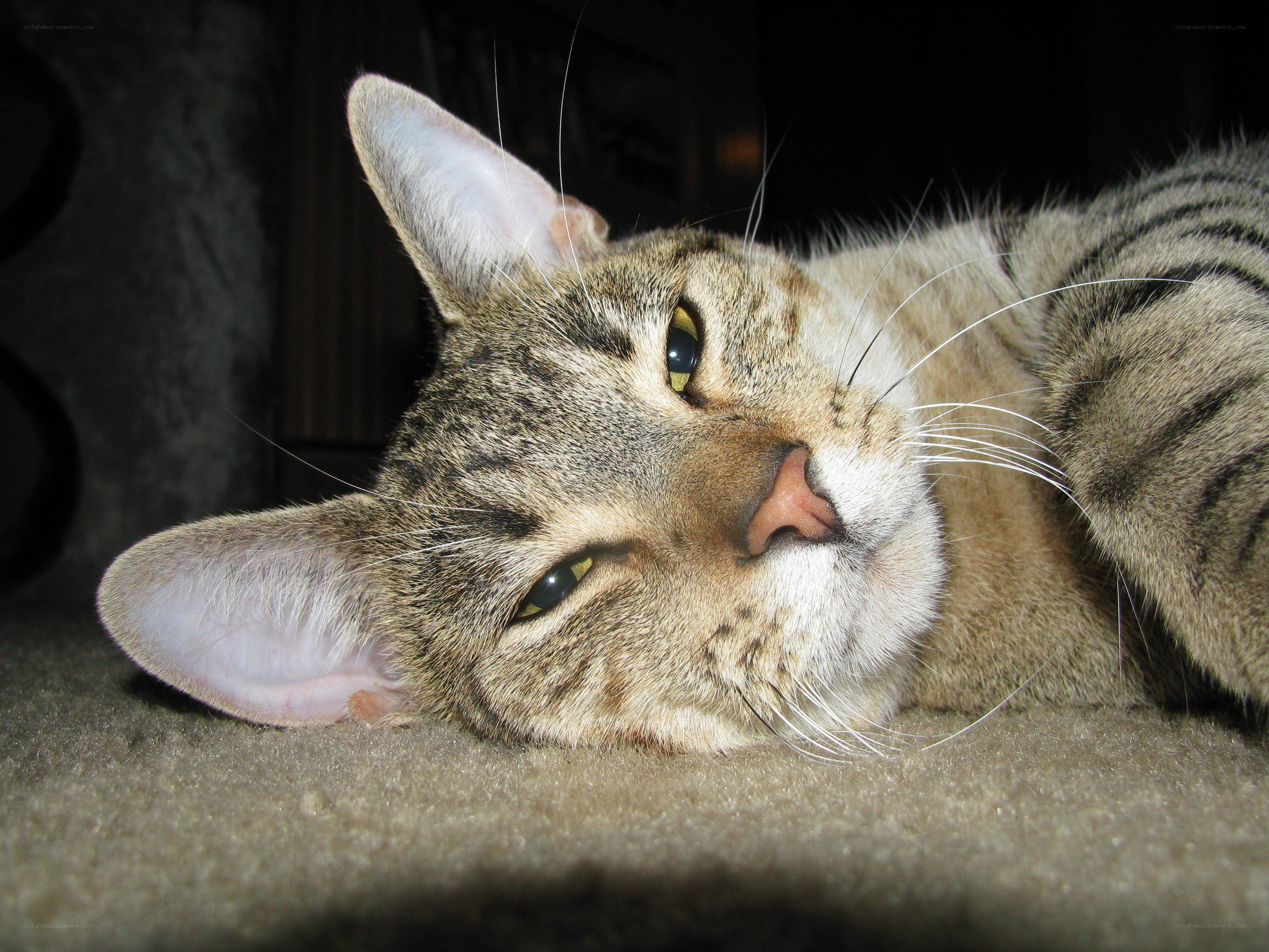 tabby cat resting on carpet