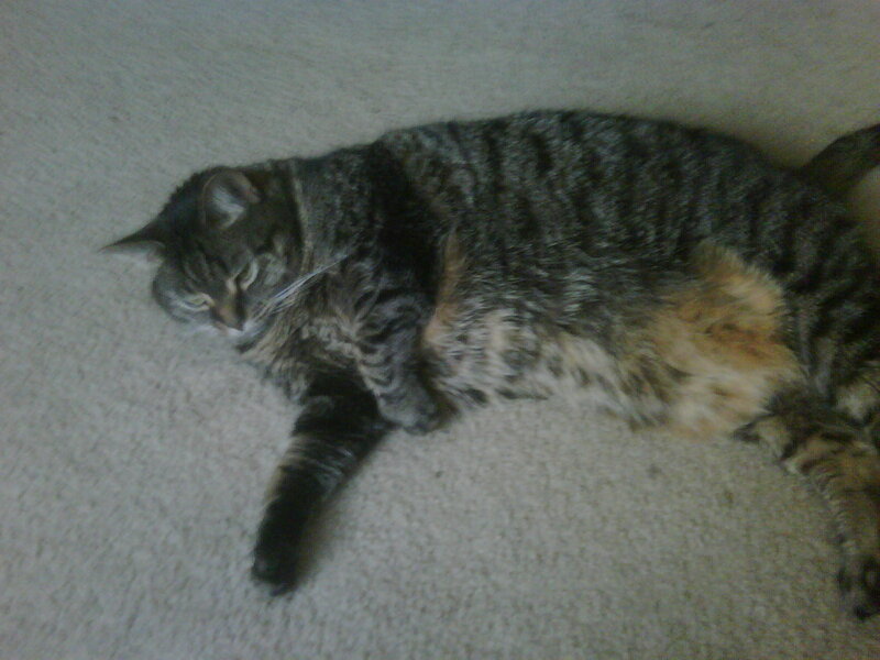 tabby cat resting on carpet