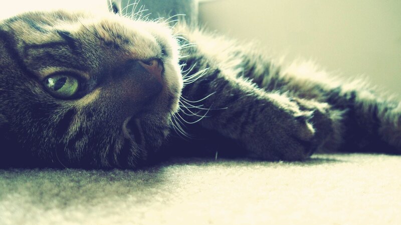 tabby cat resting on carpet