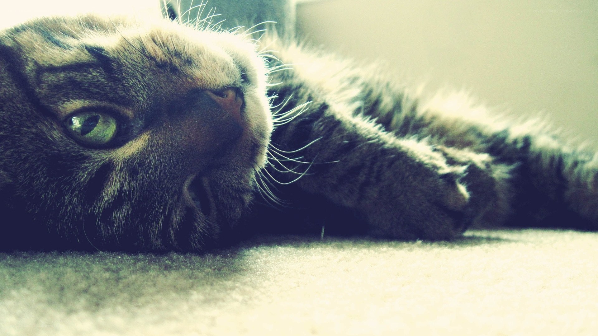 tabby cat resting on carpet