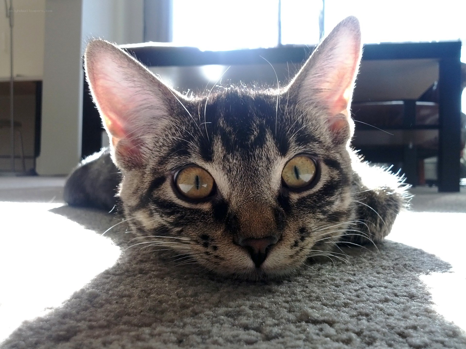 tabby cat resting on carpet