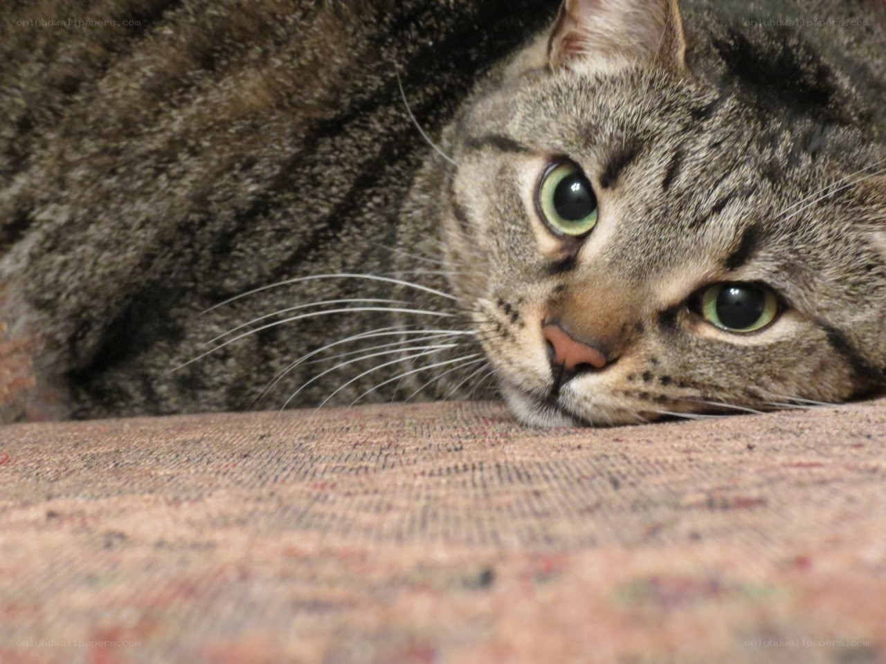 tabby cat resting on carpet