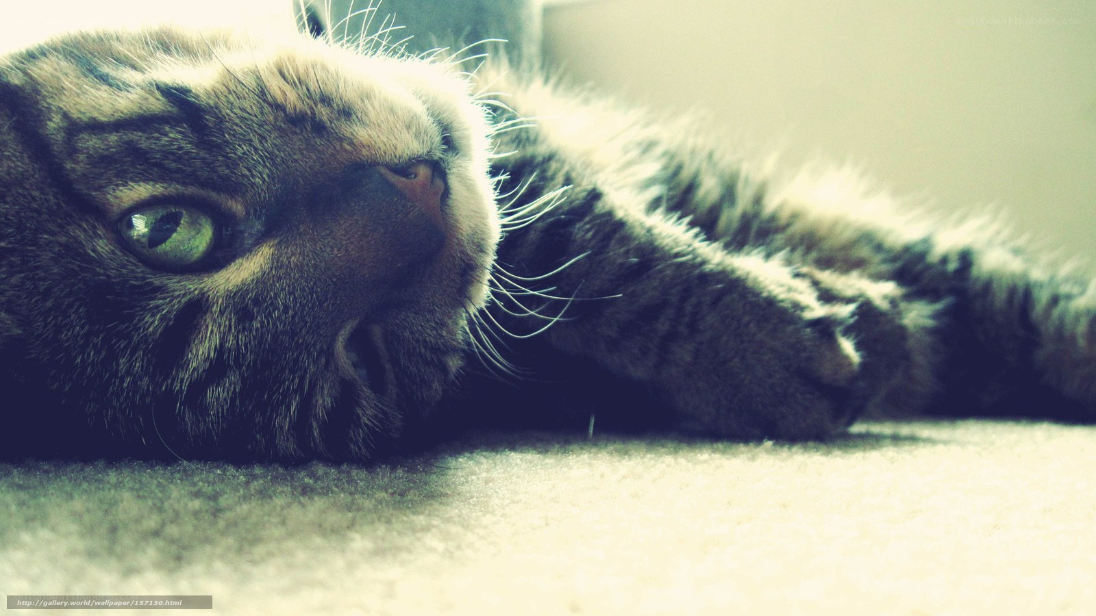 tabby cat resting on carpet