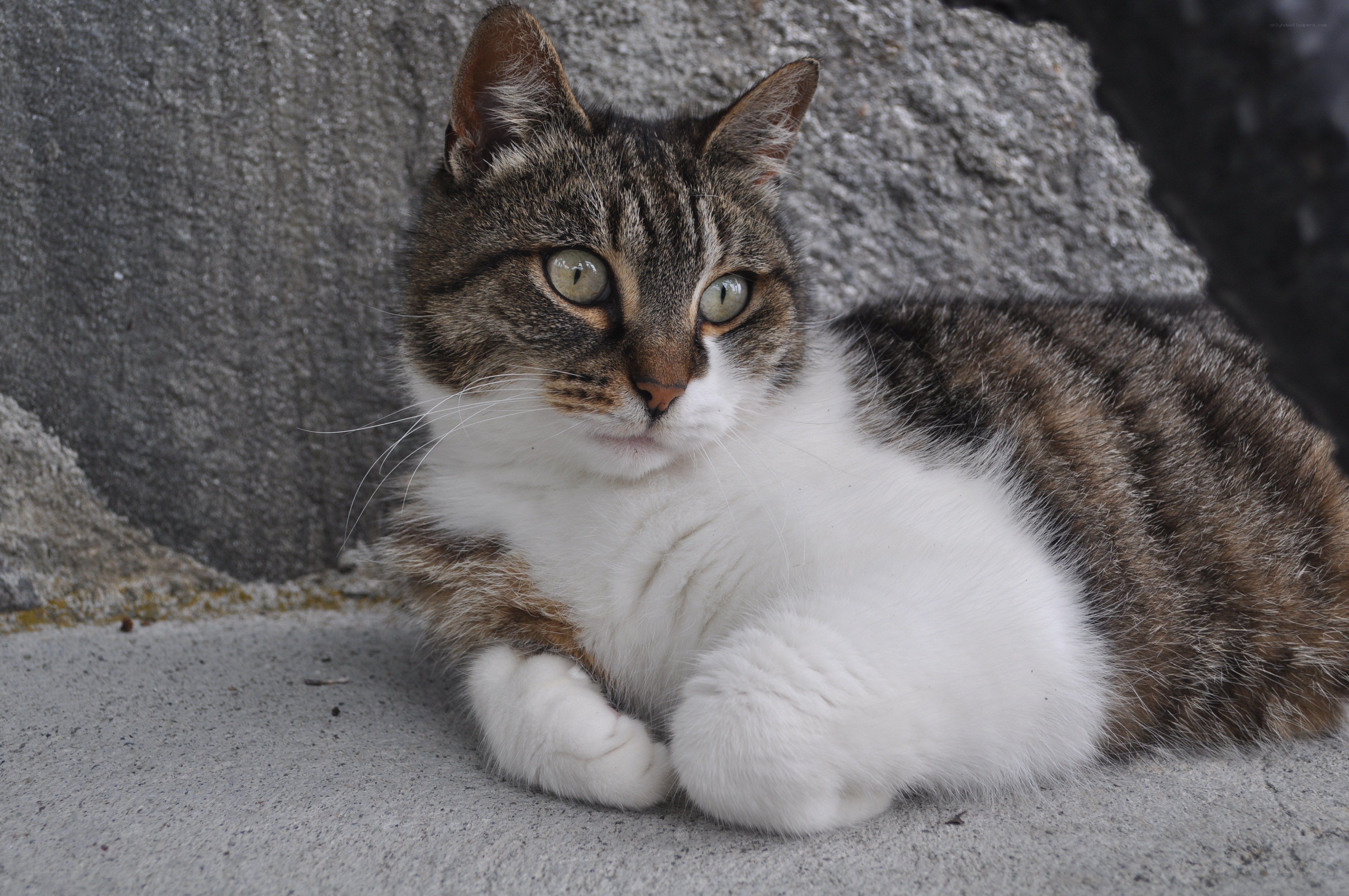 tabby cat resting on concrete