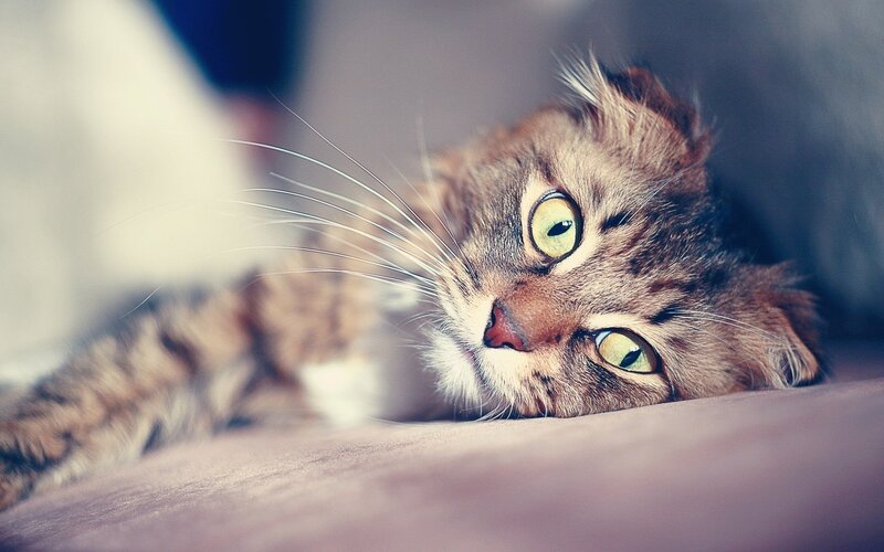 tabby cat resting on couch