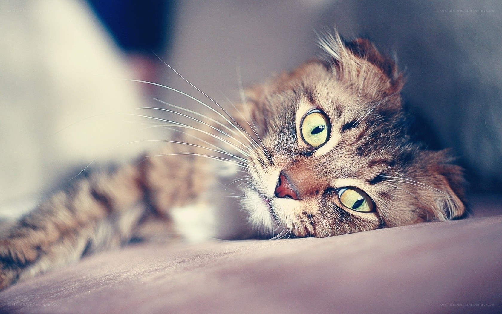 tabby cat resting on couch