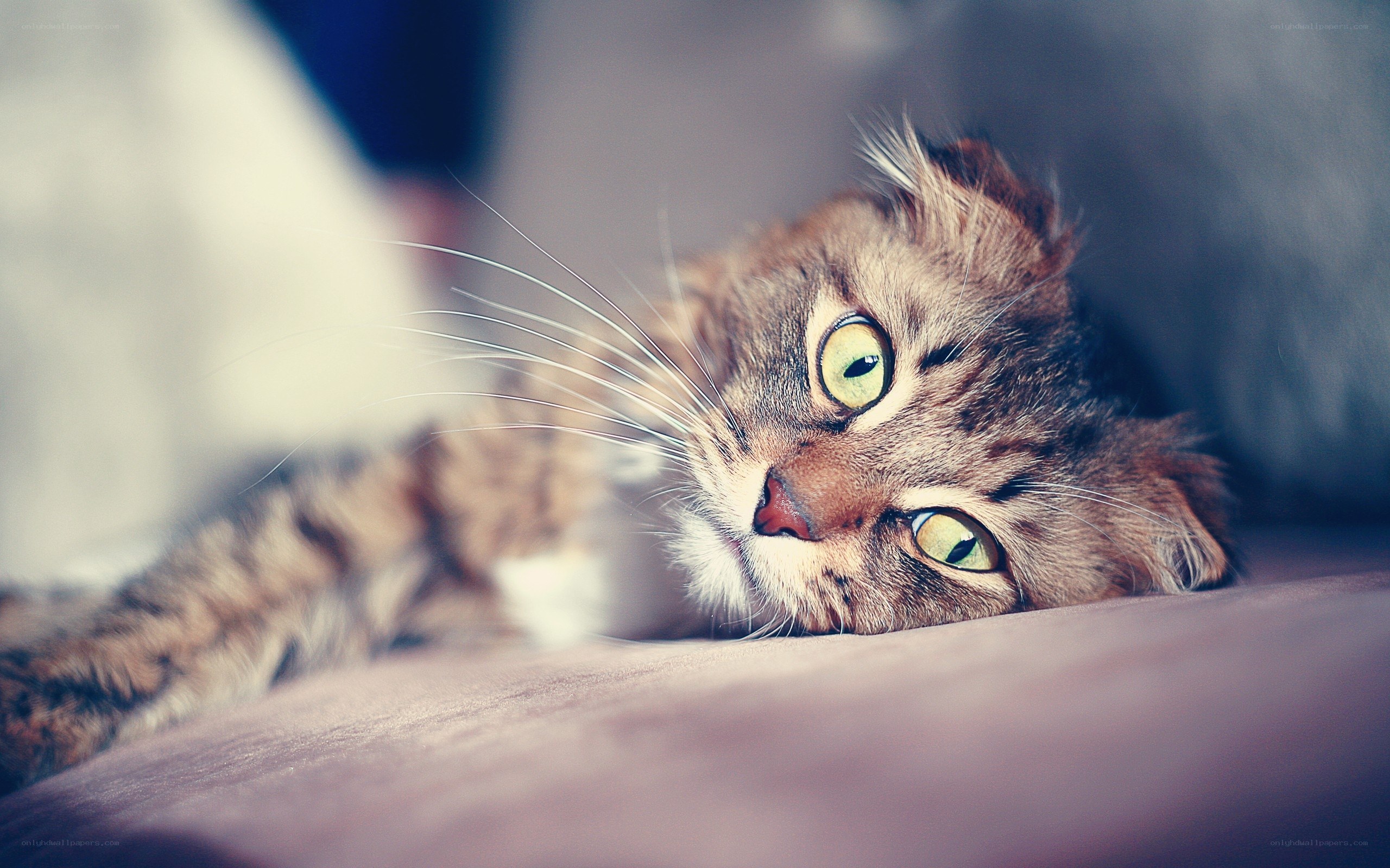 tabby cat resting on couch
