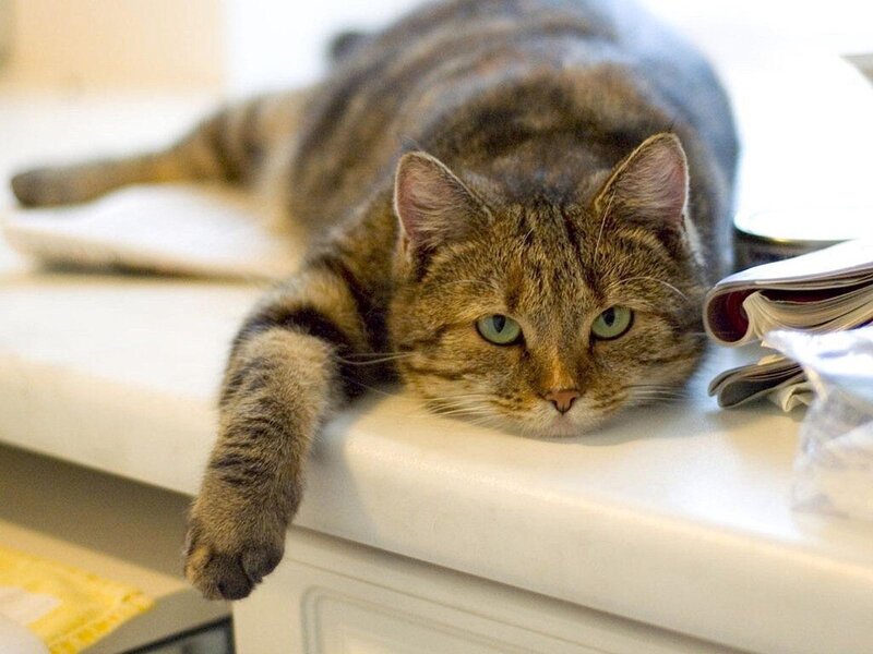 tabby cat resting on counter
