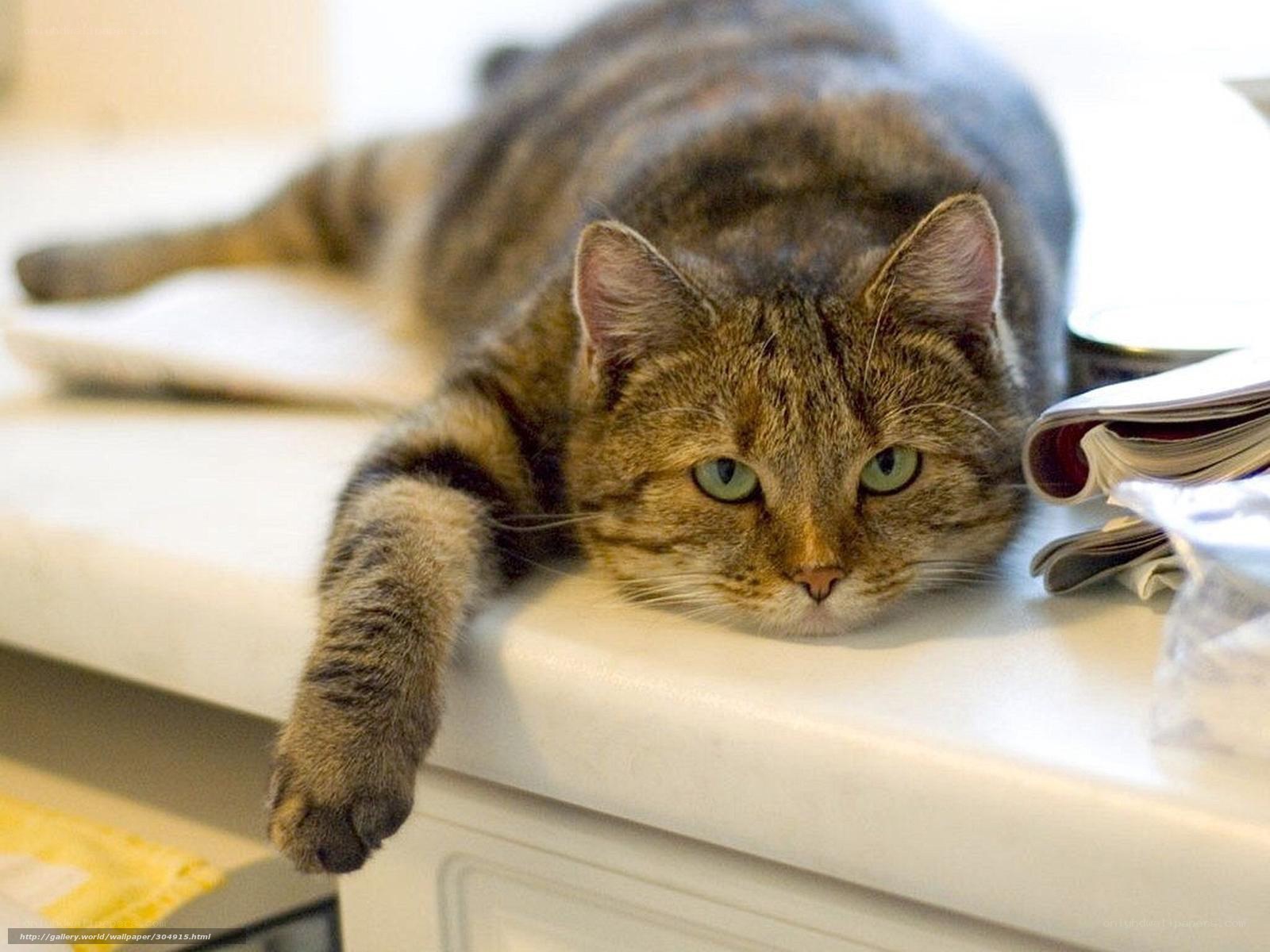 tabby cat resting on counter
