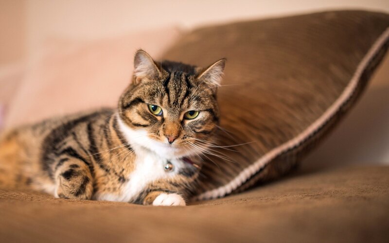 tabby cat resting on cushion