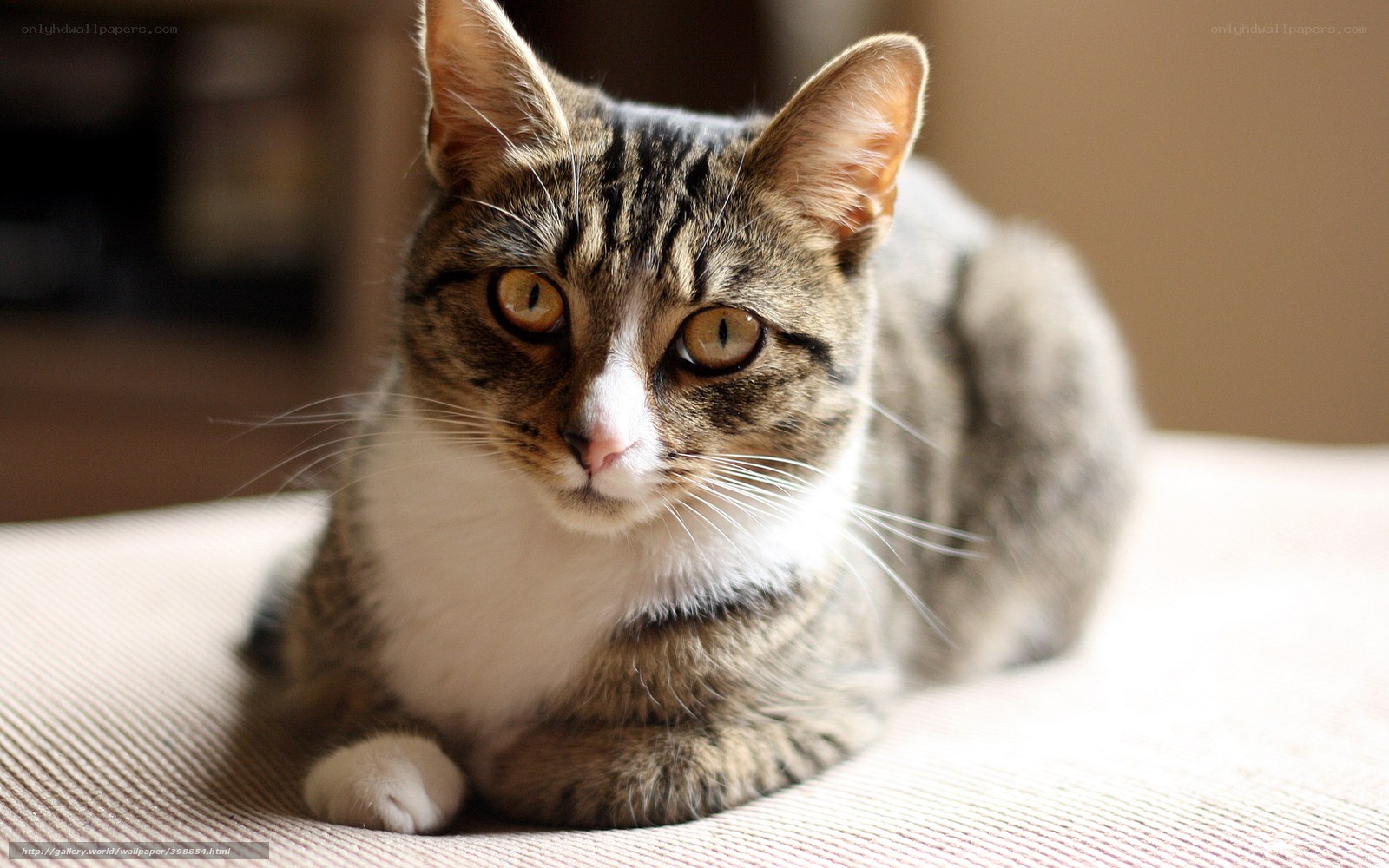 tabby cat resting on cushion