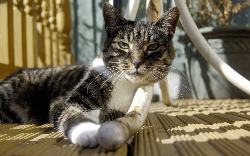 tabby cat resting on deck