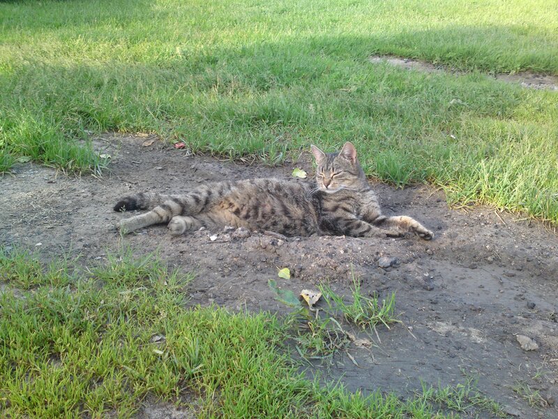 Tabby cat resting on dirt