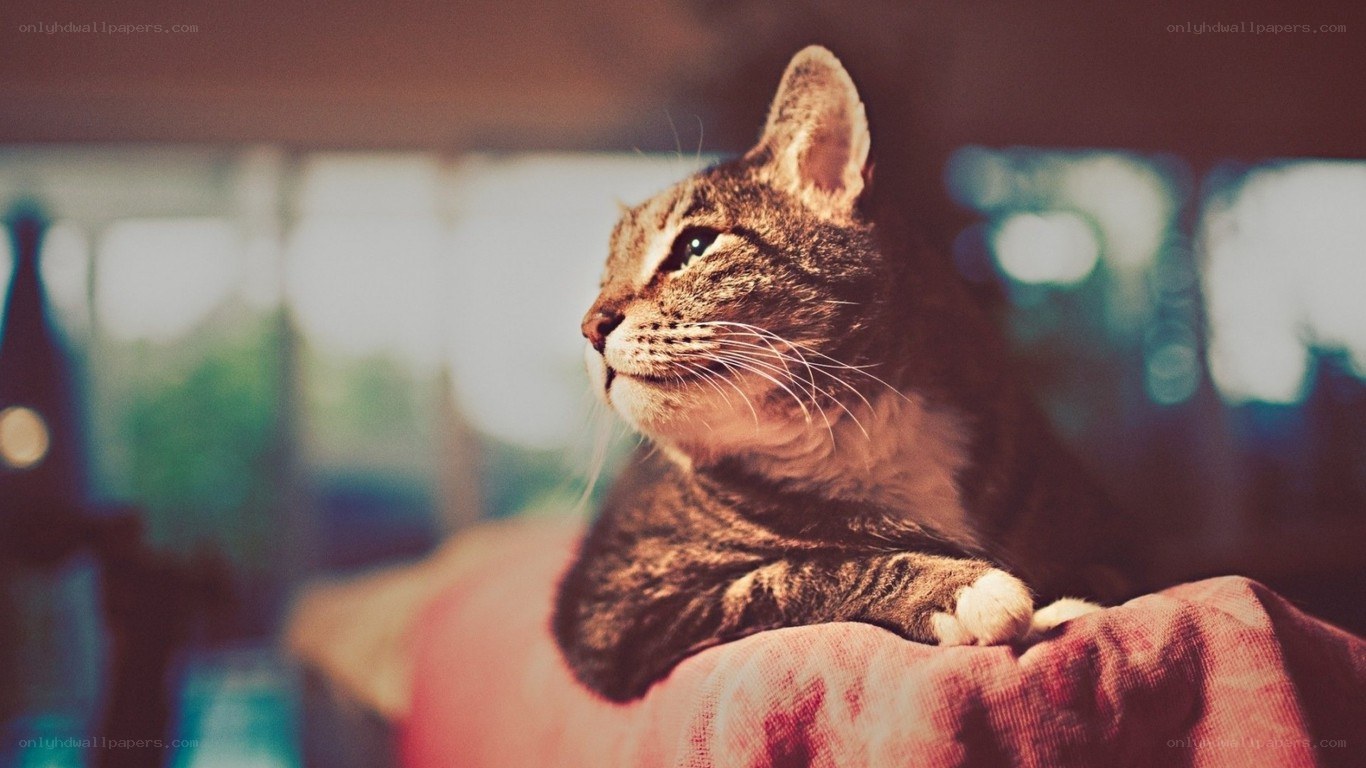 tabby cat resting on fabric