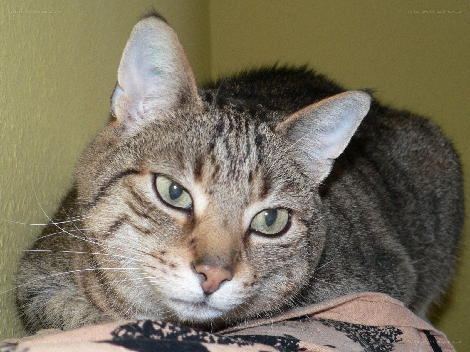 tabby cat resting on fabric