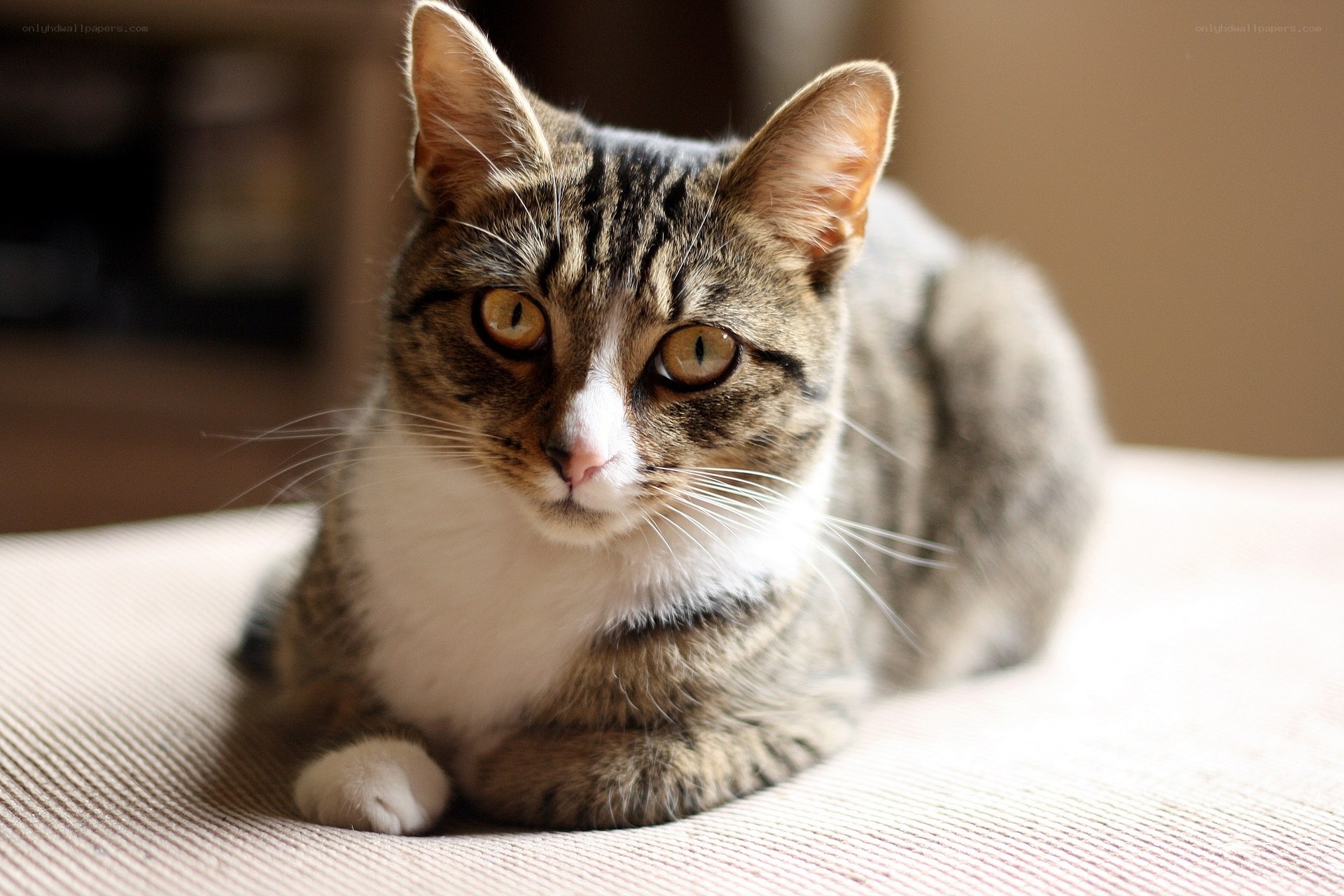 tabby cat resting on fabric