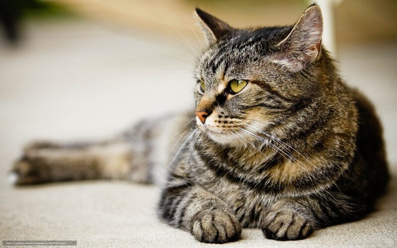 tabby cat resting on floor