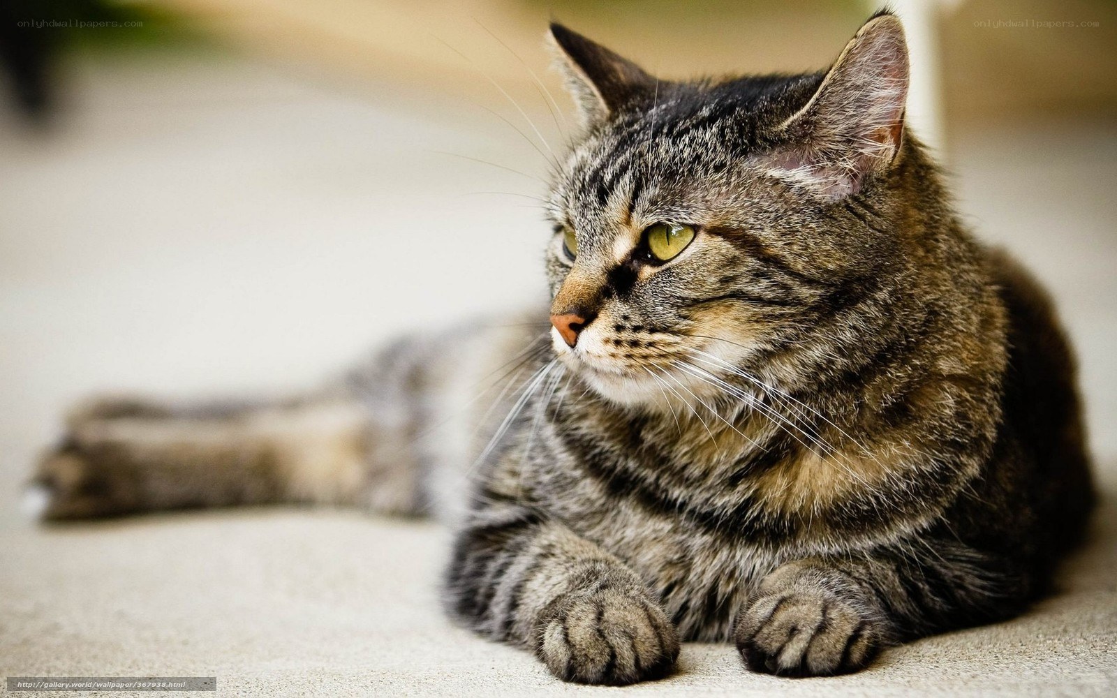 tabby cat resting on floor