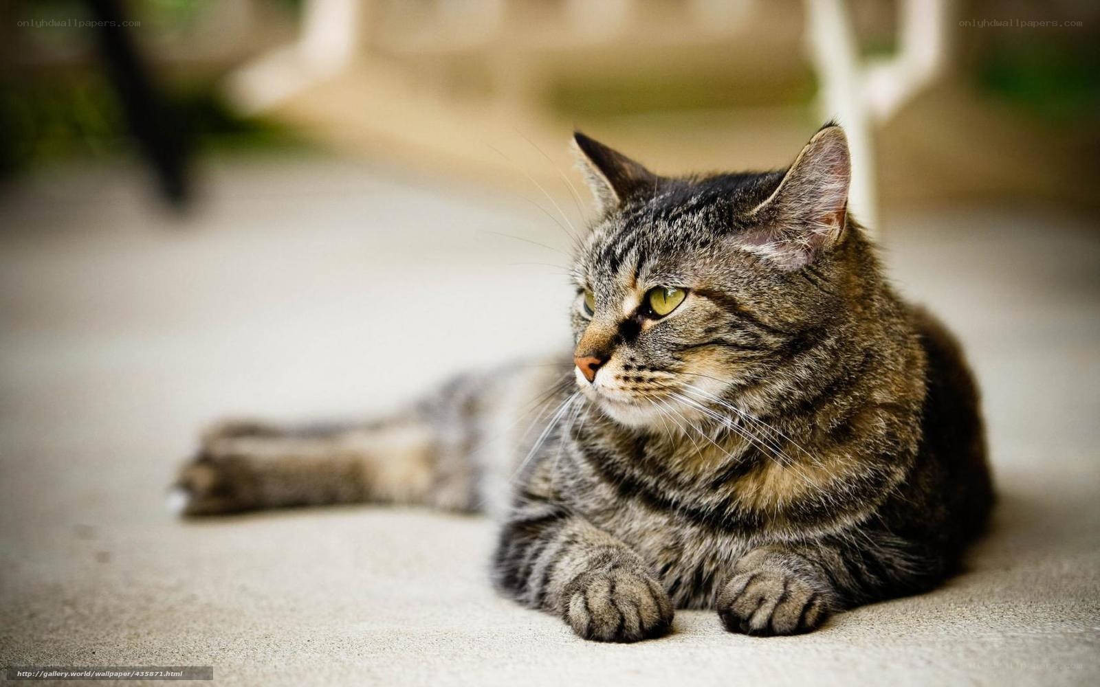 Tabby cat resting on floor