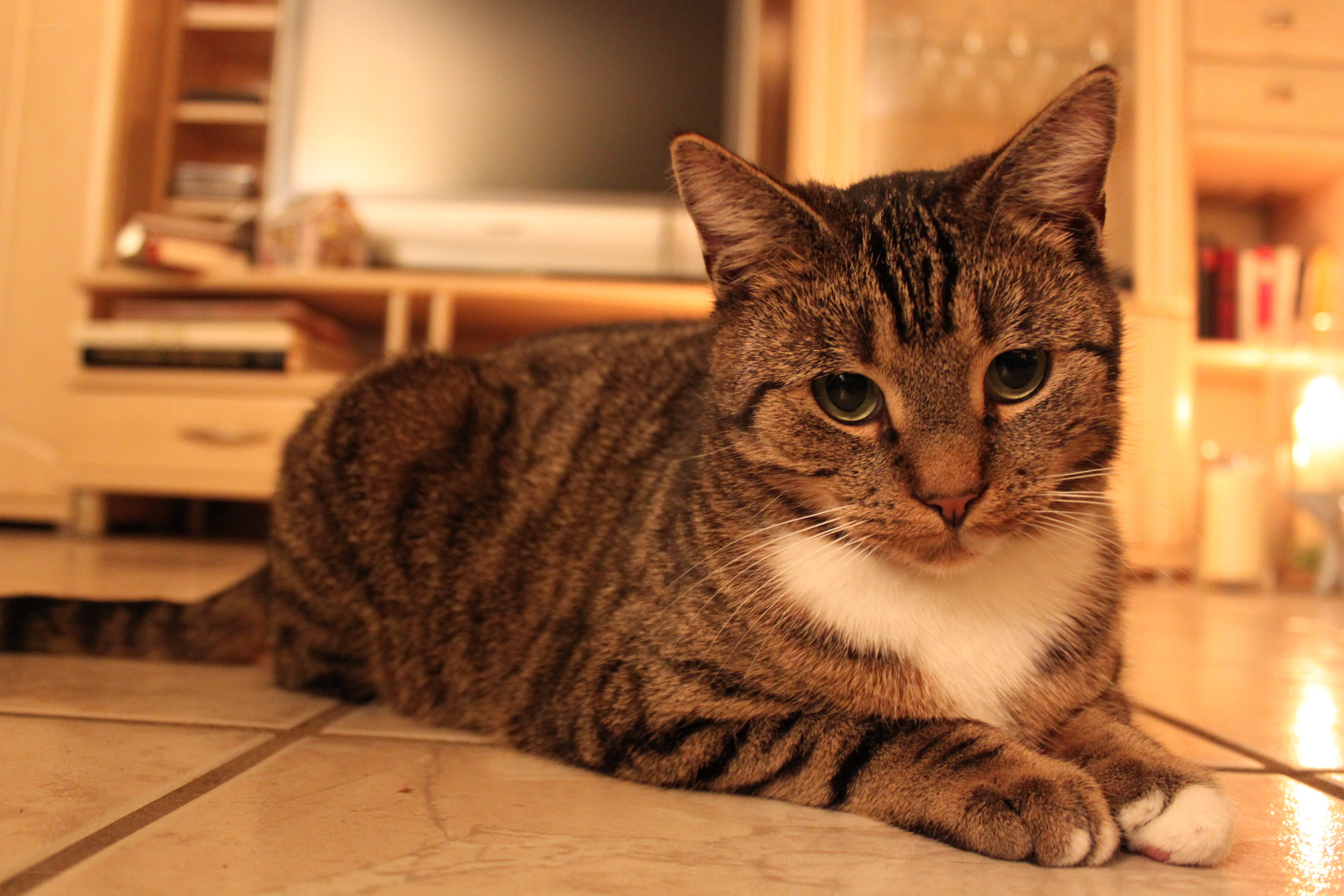 tabby cat resting on floor