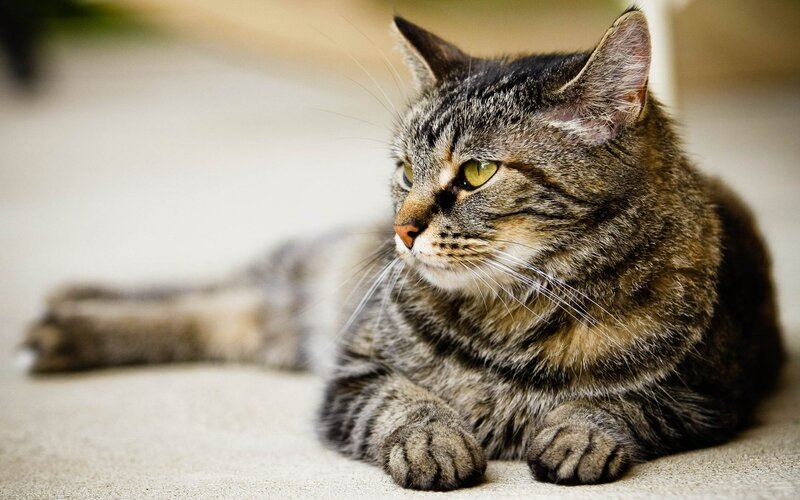 tabby cat resting on floor