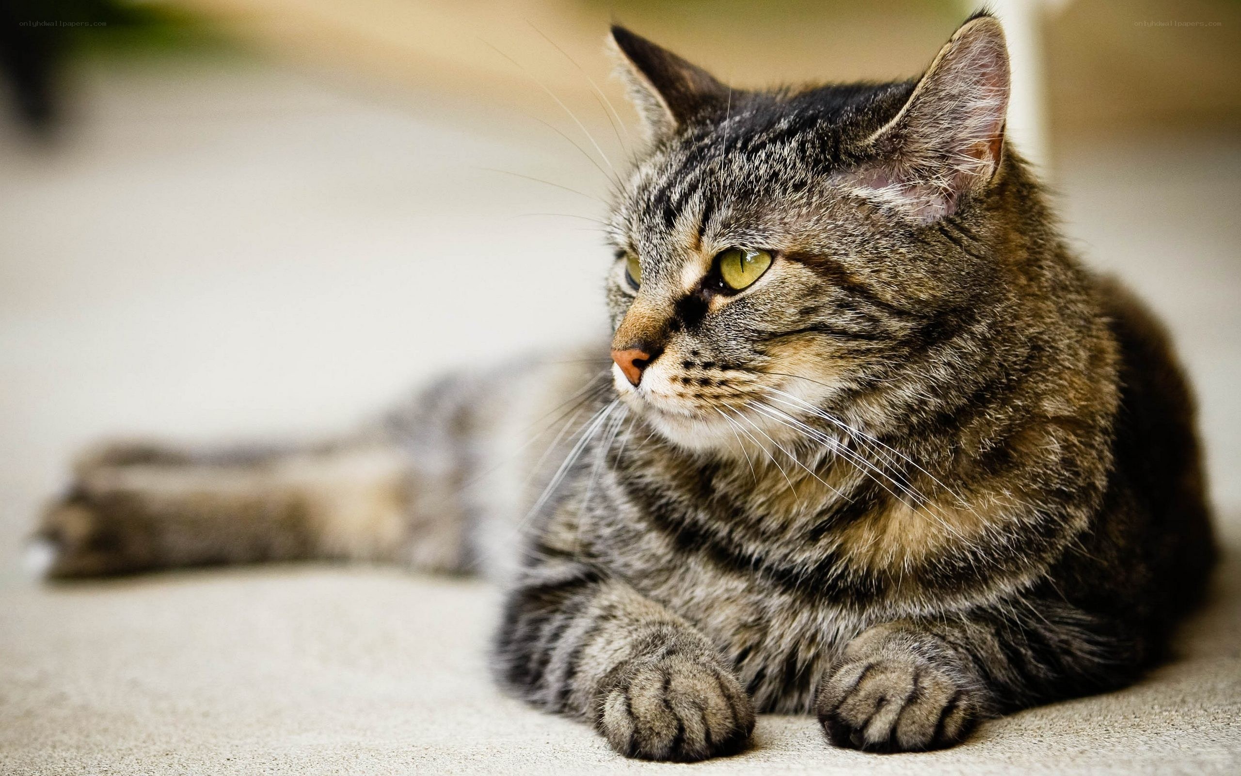 tabby cat resting on floor