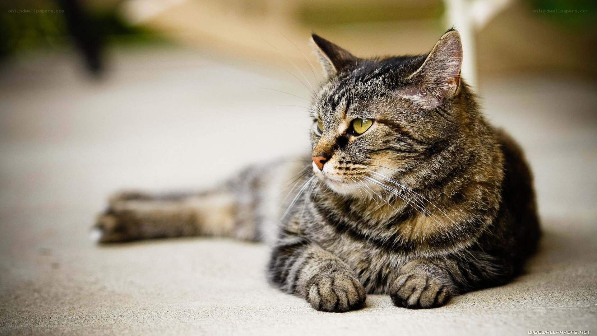 tabby cat resting on floor