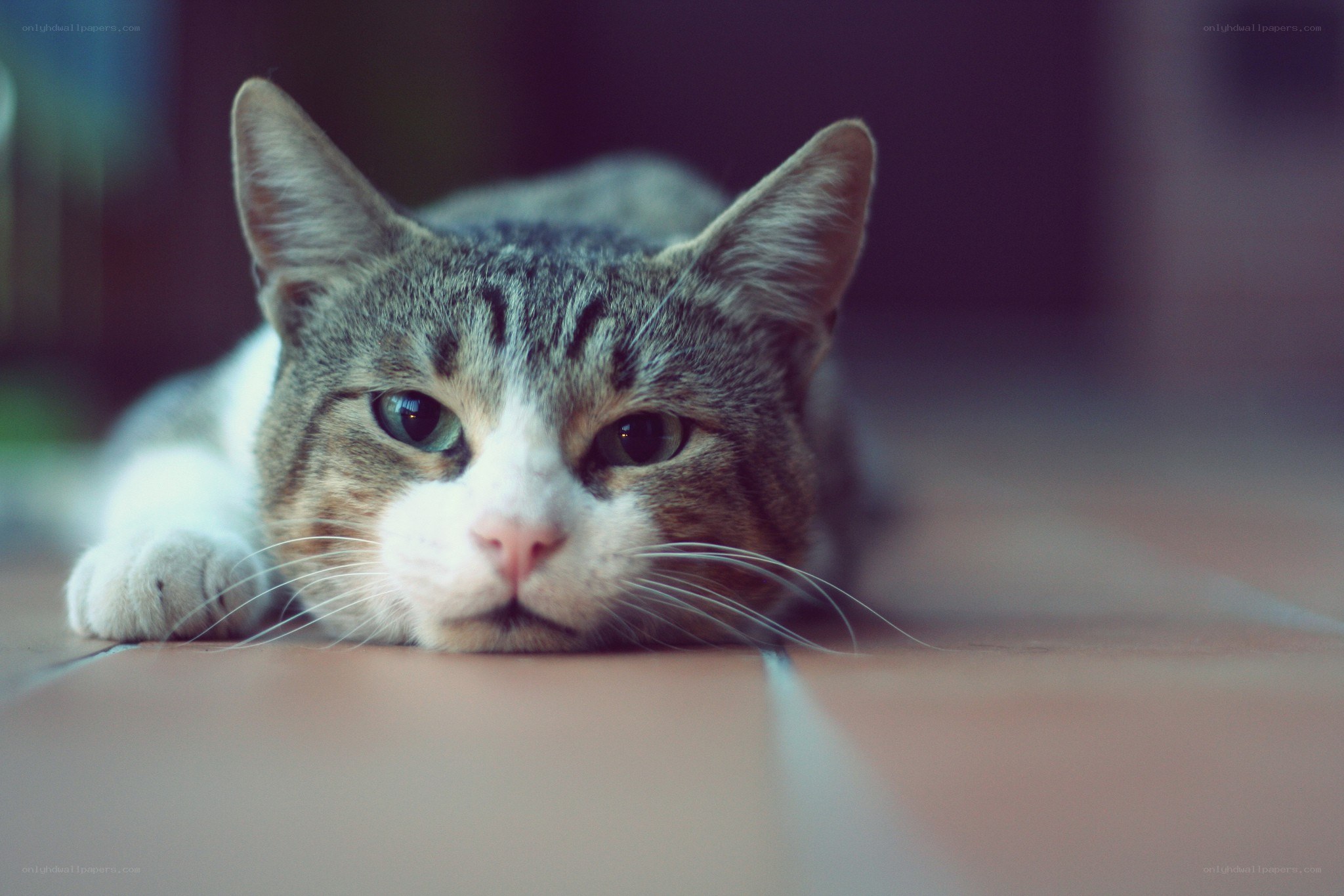 tabby cat resting on floor