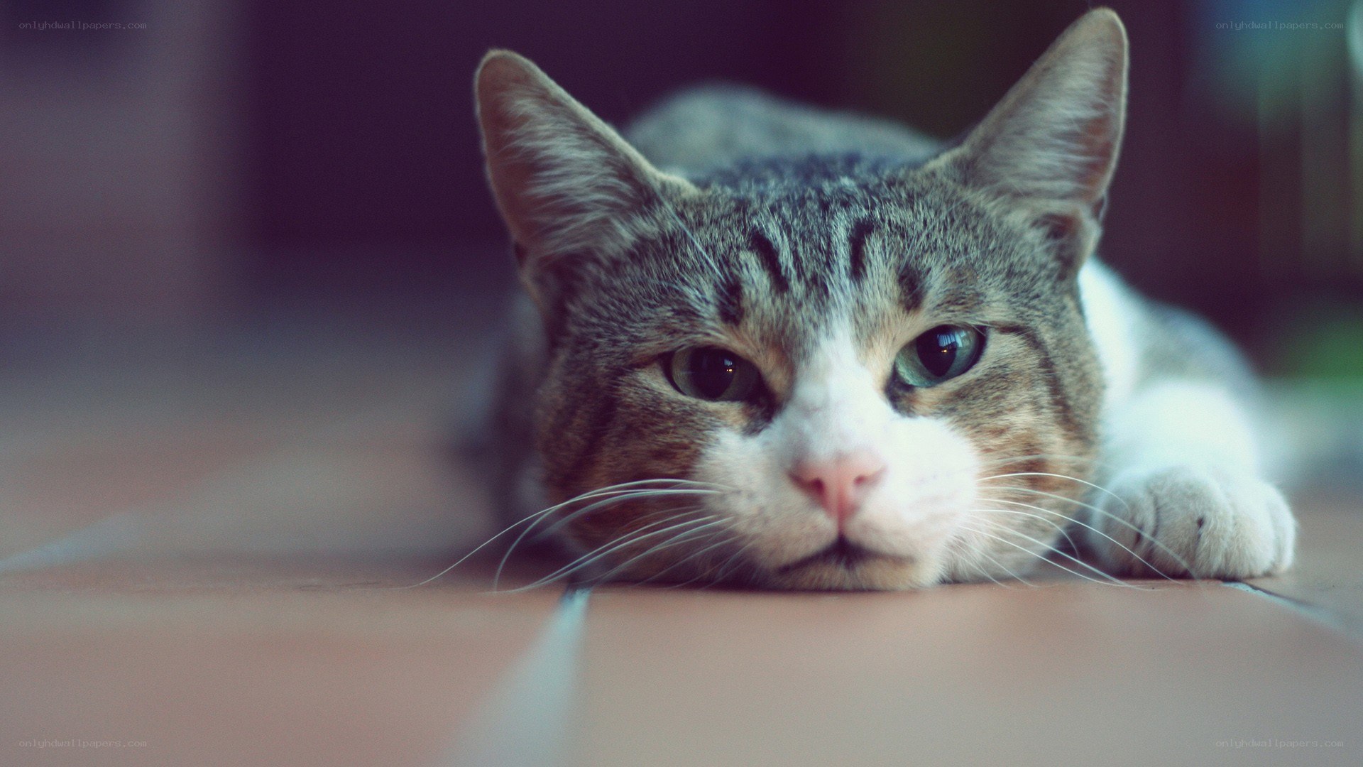 tabby cat resting on floor