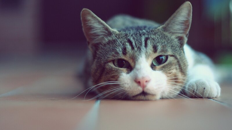 tabby cat resting on floor
